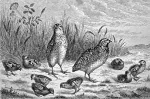Vintage Styled Drawing Drucke: Common quail (Coturnix coturnix)
