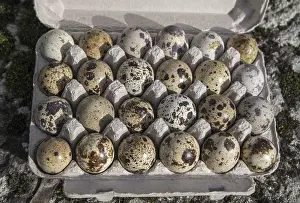Drucke von Eier des Gemeinen Wachtelhuhns (Coturnix coturnix) Wachtel Drucke: Eier des Gemeinen Wachtelhuhns (Coturnix coturnix)