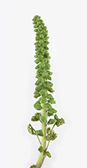 Deserted Landscape Germany Drucke: Common Ragweed (Common Ragweed)