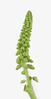 Germany Flora Drucke: Common Ragweed (Common Ragweed)