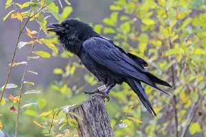 Autumn Color Drucke: A common raven (Corvus corax) fitted with a GPS transmitter perches on an old fence post amid autumn-colored bushes