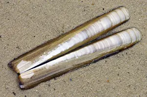 Muschel Drucke: Gemeine Schneckenmuschelhülsen, Texel.
