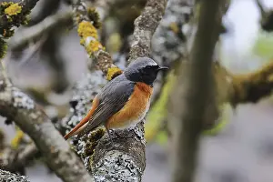 Natural Environment Images Germany Drucke: Common redtail, Phoenicurus phoenicurus