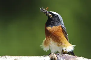 Redstart Bird Species Drucke: Common redtail, Phoenicurus phoenicurus