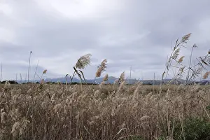 Phragmites Australis Drucke: Common reed (Phragmites australis)