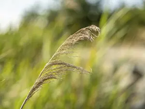 Drucke von Gemeiner Rohrkolben (Phragmites australis), Rohrkolben, am Ufer des Partwitzer Sees, ehemalige Tagebaugrube von Steinkohle, dann gefluteter See, Elsterheide Australis Drucke: Gemeiner Rohrkolben (Phragmites australis)