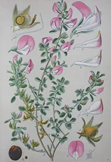 Central European Flora And Fauna Drucke: Common restharrow (Ononis repens)