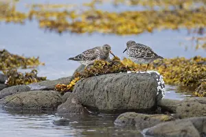 Common sandpiper (Calidris maritima) foragt an der Küste, Westfjorde, Island