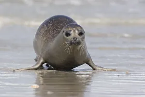 Gemeiner Seehund am Strand