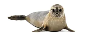 Drucke von Gemeiner Doppelmaulkerl liegt, sieht die Kamera an, Phoca vitulina, 8 Monate alt, auf weißem Hintergrund isoliert Harbor Seal Drucke: Gemeiner Dachs (liegend), schaut auf die Kamera.