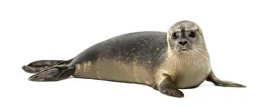 Drucke von Gemeine Seehund liegt, schaut in die Kamera, Phoca vitulina, 8 Monate alt, auf weißem Hintergrund isoliert Harbor Seal Drucke: Gemeiner Doppelmaulkerl liegt, schaut auf die Kamera.