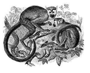 Common Squirrel Monkey Image Drucke: Common squirrel monkey (Saimiri sciureus)
