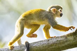Squirrel Monkey Drucke: Common squirrel monkey (Saimiri sciureus) on a branchac