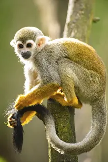 New World Monkeys Images Drucke: Common squirrel monkey (Saimiri sciureus) on a branchac