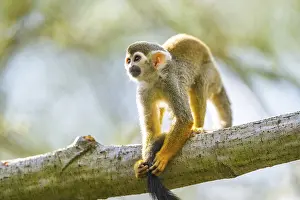 Squirrel Monkey Drucke: Common squirrel monkey (Saimiri sciureus) on a branchac