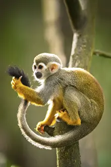 Squirrel Monkey Drucke: Common squirrel monkey (Saimiri sciureus) on a branchac