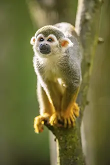 Squirrel Monkey Drucke: Common squirrel monkey (Saimiri sciureus) on a branchac