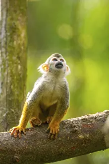 Wild Animal Photography Drucke: Common squirrel monkey (Saimiri sciureus) on a branchac