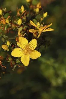 Spotted St Johns Wort Drucke: Common St John's wort (Hypericum perforatum)