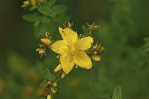 Wilnsdorf Nature Scene Drucke: Common St John's wort (Hypericum perforatum)