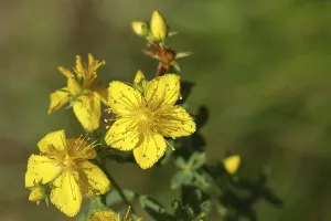 Wilnsdorf Nature Scene Drucke: Common st john's wort (Hypericum perforatum)