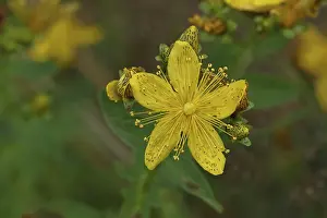 North Rhine Westphalia Landscapes Drucke: Common St John's wort (Hypericum perforatum)