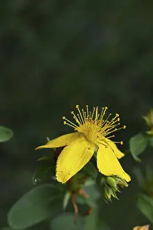 Spotted St Johns Wort Drucke: Common St John's wort (Hypericum perforatum)