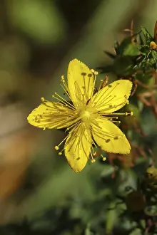 St Johns Wort Drucke: Common st john's wort (Hypericum perforatum)