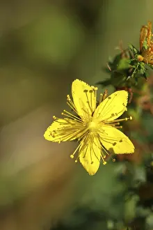 Wilnsdorf Nature Scene Drucke: Common st john's wort (Hypericum perforatum)