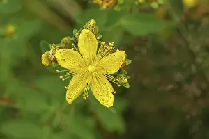 Yellow Blooms Europe Drucke: Common St John's wort (Hypericum perforatum)