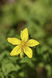 Hypericum Perforatum Drucke: Common St John's wort (Hypericum perforatum)