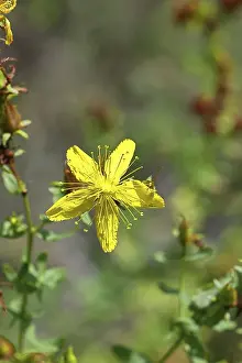 Hypericum Perforatum Drucke: Common St John's wort (Hypericum perforatum)