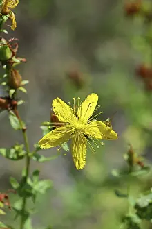 Medicinal Plant Germany Drucke: Common St John's wort (Hypericum perforatum)