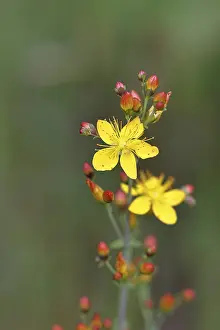 Medicinal Plant Europe Drucke: Common St John's wort (Hypericum perforatum)