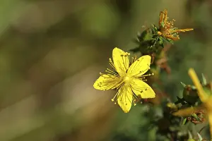 Medicinal Plant Germany Drucke: Common st john's wort (Hypericum perforatum)