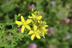 Medicinal Plant Europe Drucke: Common St John's wort (Hypericum perforatum)