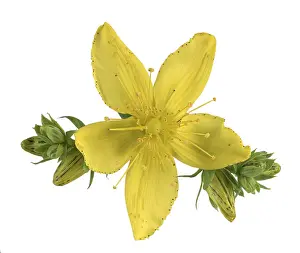 Medicinal Herb Europe Drucke: Common St John's wort (Hypericum perforatum)