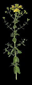 Medicinal Herb Europe Drucke: Common St John's wort (Hypericum perforatum)