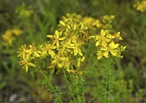 Medicinal Plant Images Drucke: Common St John's wort, Hypericum perforatum