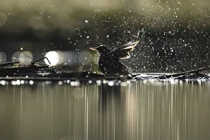 Birds Taking A Bath Drucke: A common starling enjoys a refreshing bath