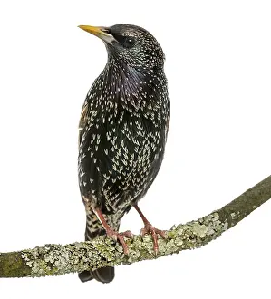 White Background Bird Drucke: Common Starling perching on a branch