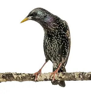 Passerine Bird Photography Drucke: Common Starling perching on a branch