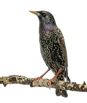 Perching Bird Drucke: Common Starling perching on a branch