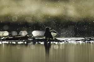 Water Bird Images Drucke: A common starling splashes playfully in water