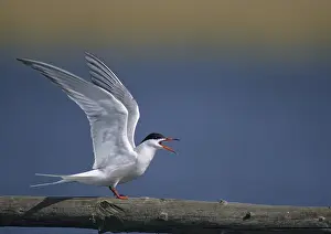 Wading Bird Species Drucke: Common tern, common tern, sterna hirundo