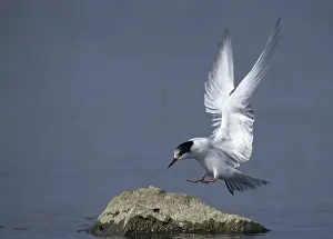 Seabirds In Flight Drucke: Common tern, common tern, sterna hirundo