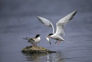 Birds In Flight Drucke: Common tern, common tern, sterna hirundo