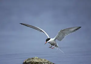 Gelbfußtern, gelbfußttern, sterna hirundo.