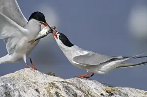 Birds In Flight Drucke: Common tern, common tern, sterna hirundo
