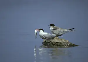 Wildlife Birds Drucke: Common tern, common tern, sterna hirundo